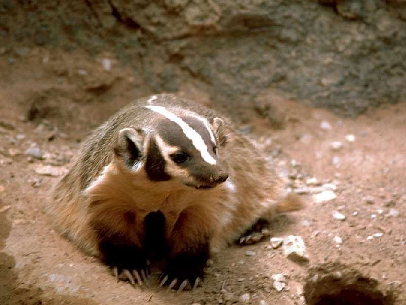 Badger in Dirt