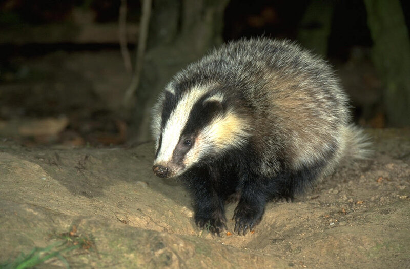 Badger in forest setting