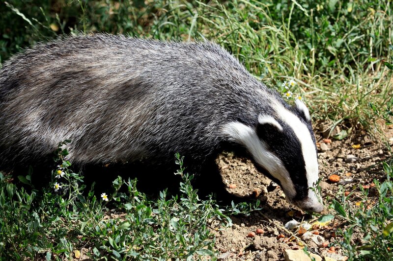 Badger in Grass — Brown, Natural