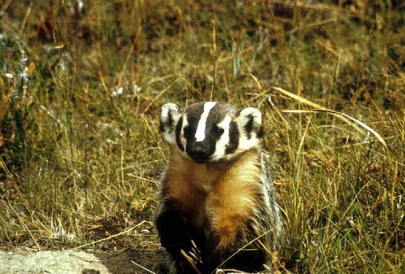 Badger in Grass — Brown
