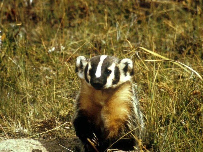Badger in Grass