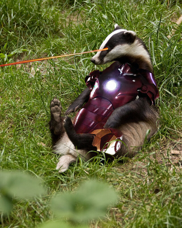 badger in iron man suit