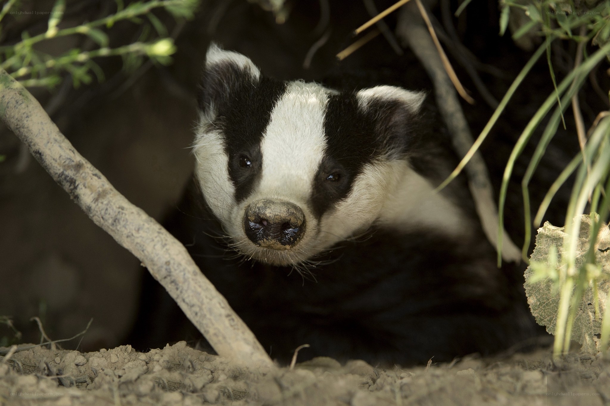 Badger in its burrow