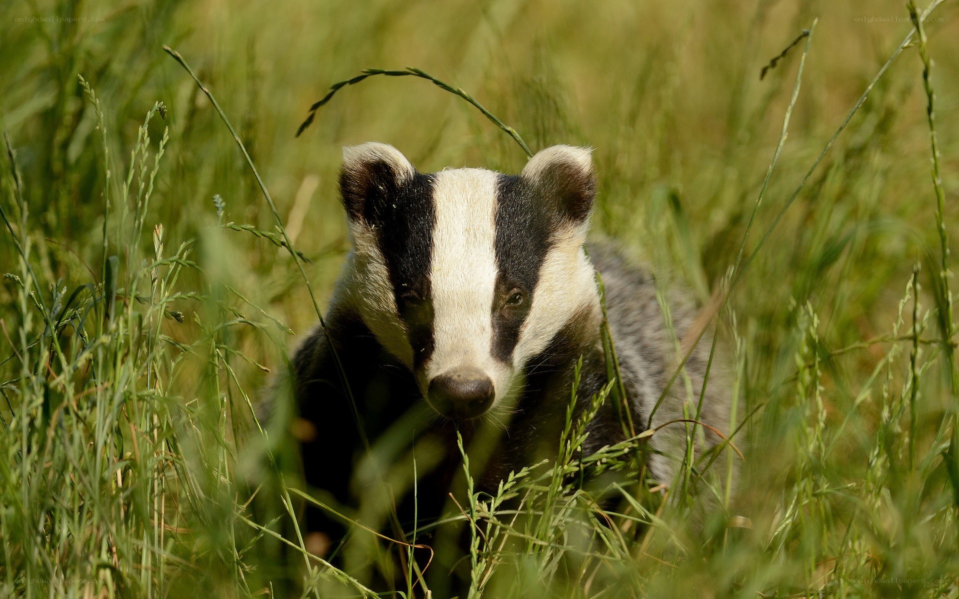 Badger in tall grass