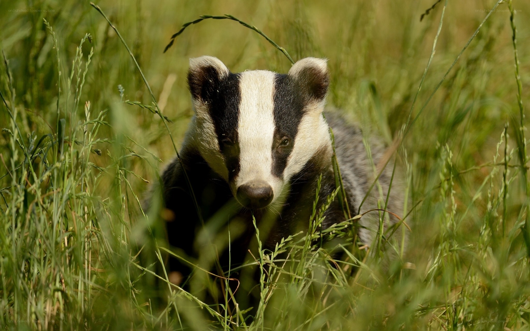 Badger in tall grass