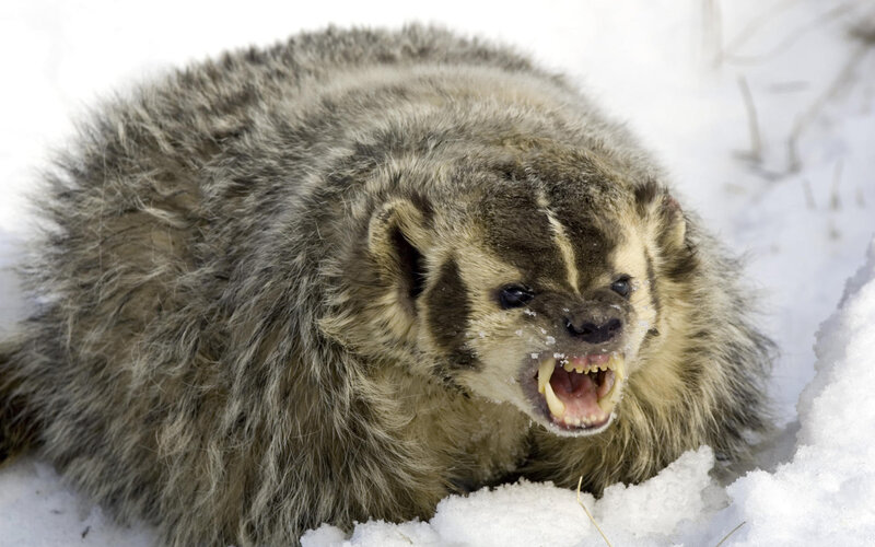 Badger in the snow