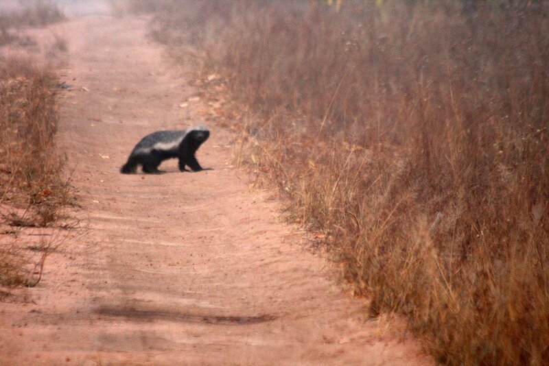 badger on a dirt path