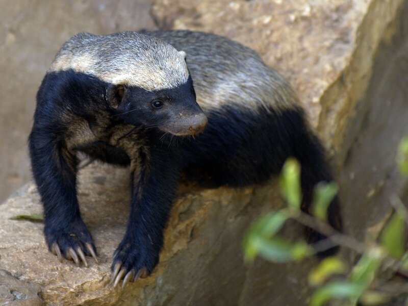 Badger on a Rock