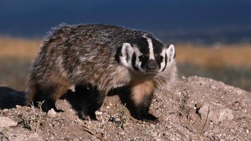 Badger on a rocky hill