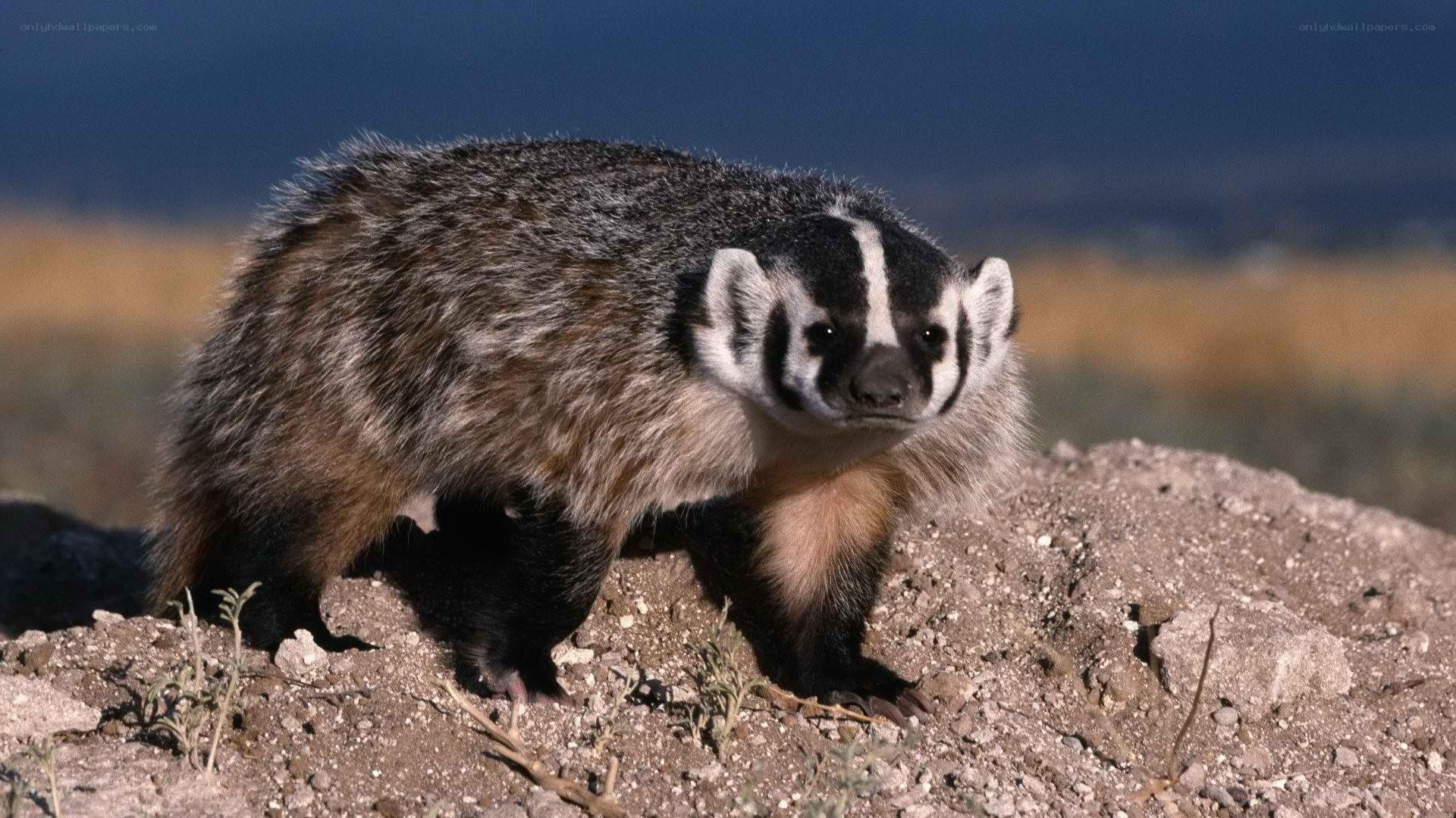 Badger on a rocky hill