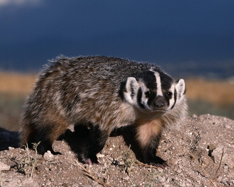Badger on a rocky hill