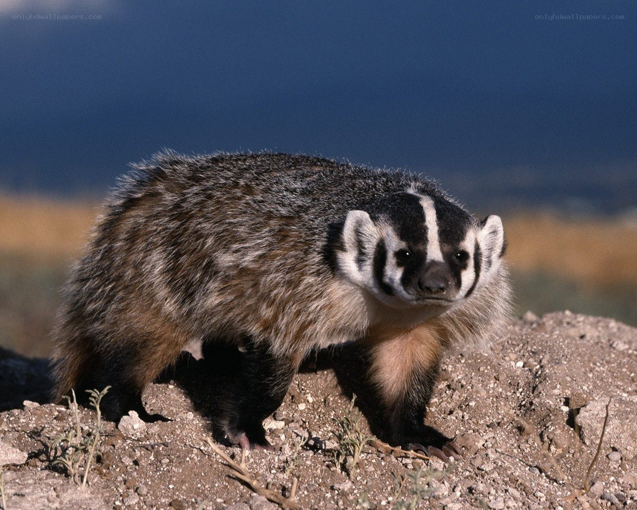 Badger on a rocky hill