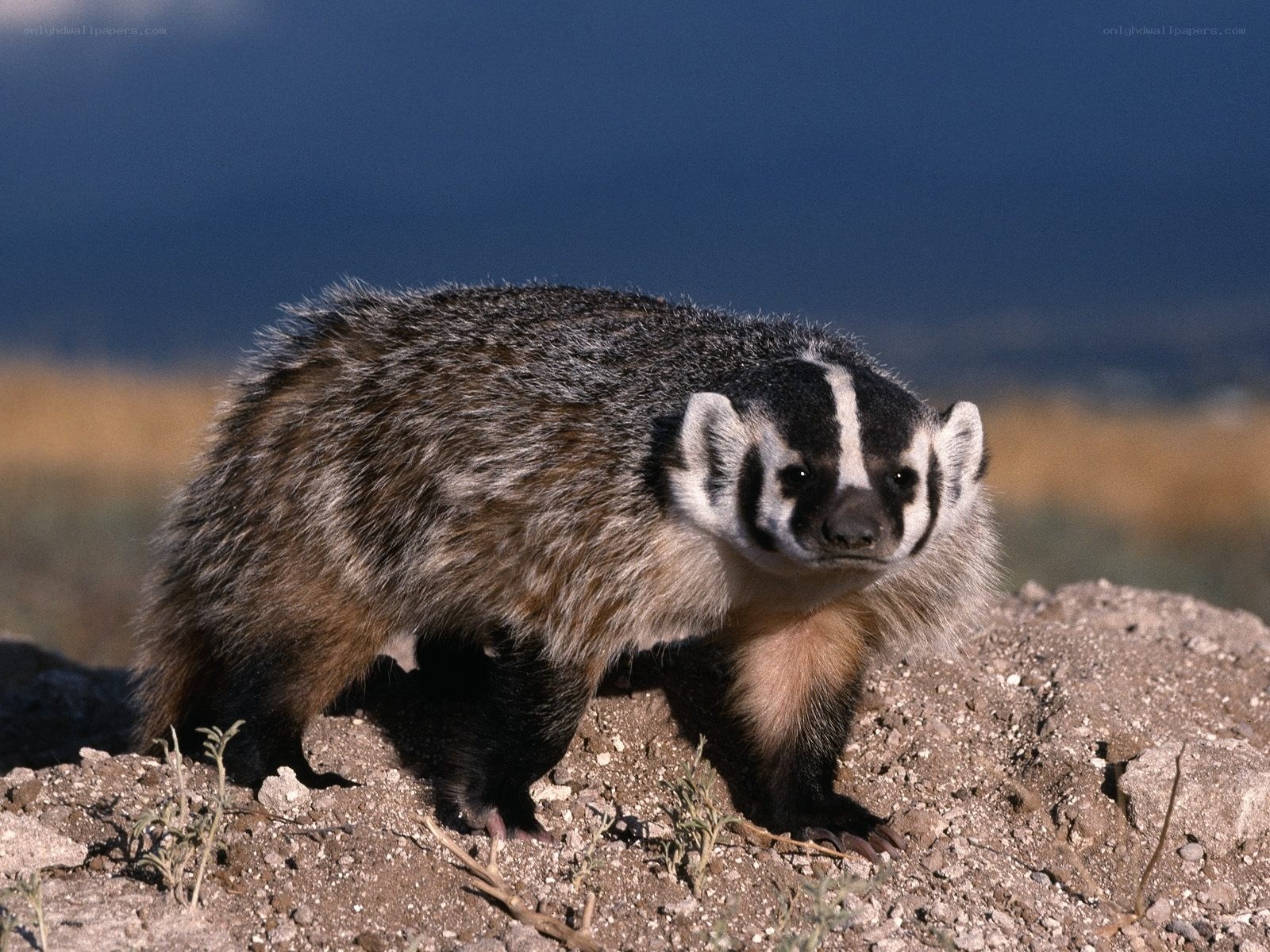 Badger on a rocky hill