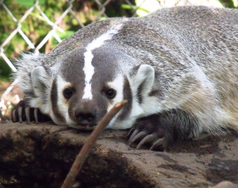 badger resting on a log