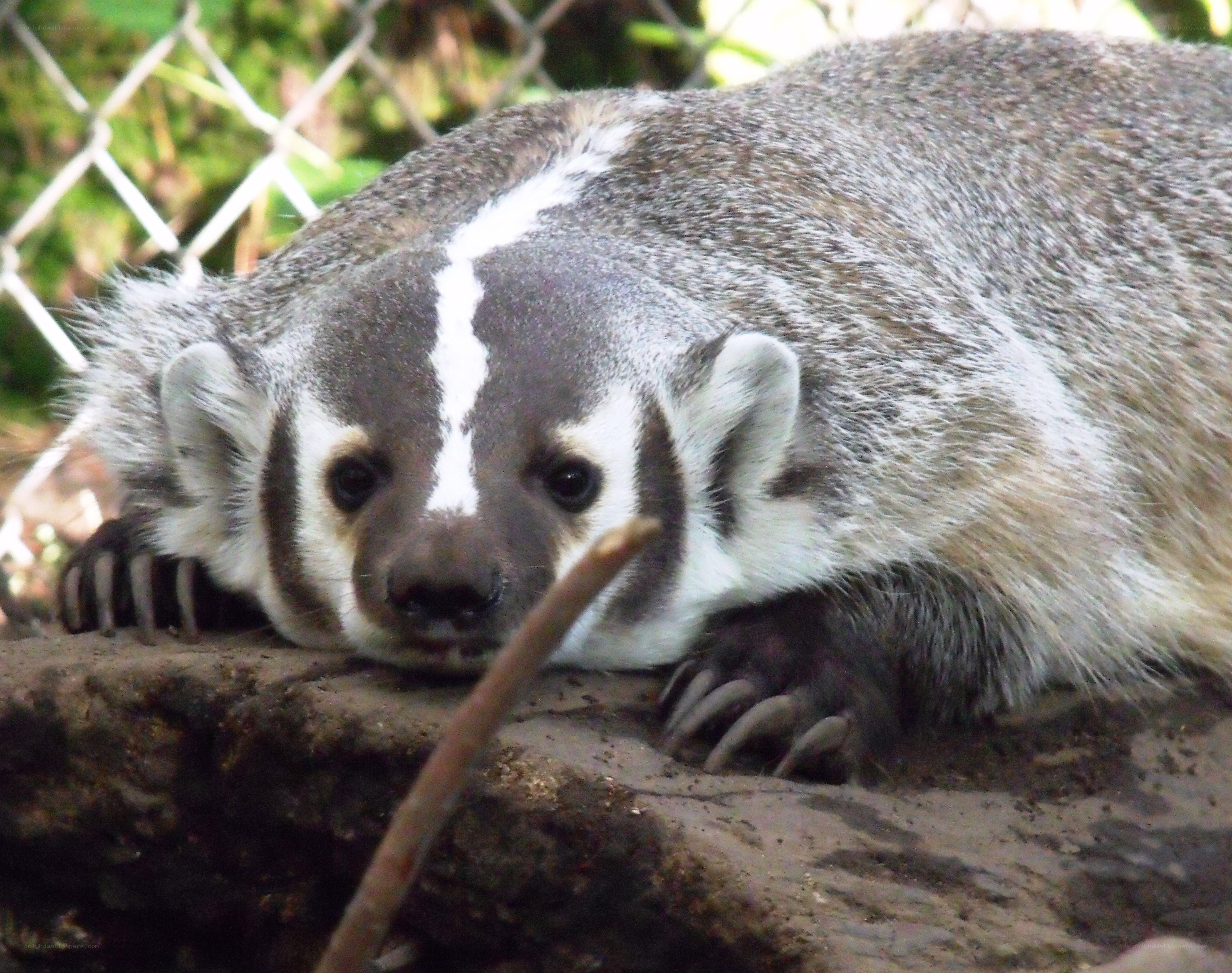 badger resting on a log