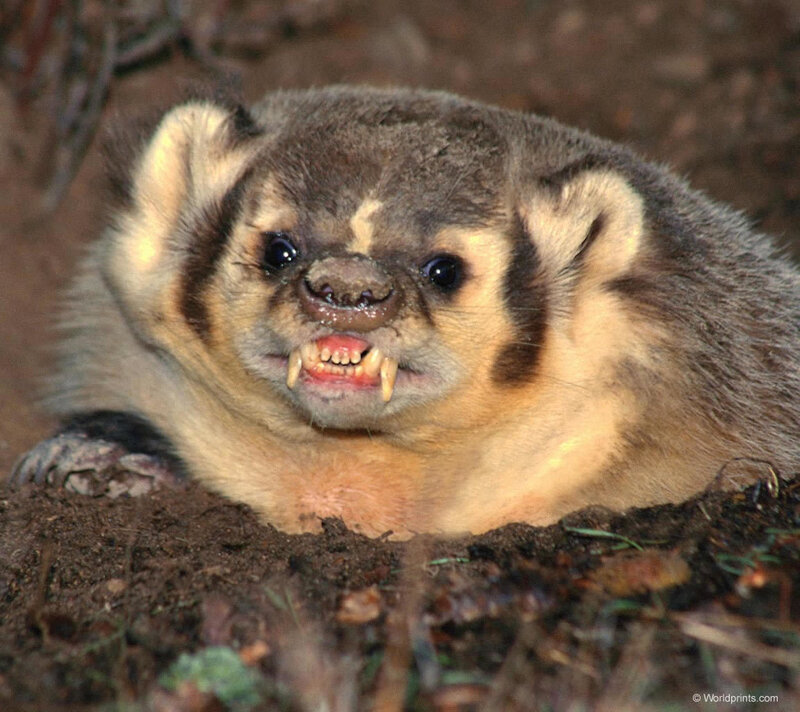 Badger showing teeth