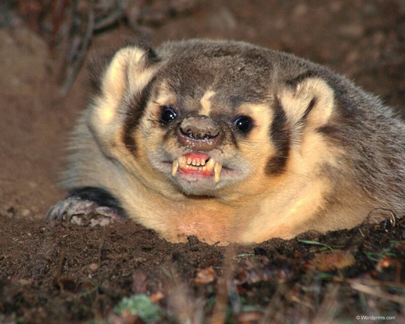 Badger Showing Teeth — Brown