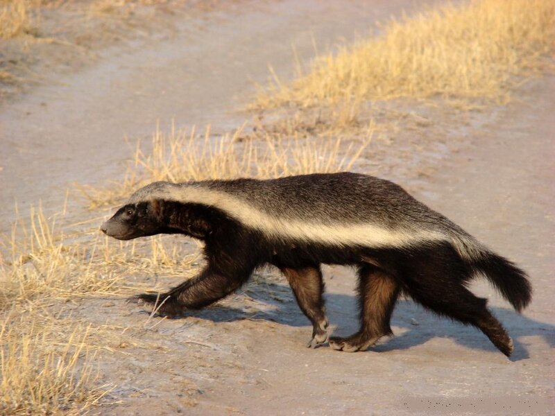 Badger Walking on Dirt