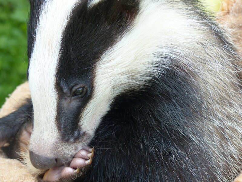 badger with white stripe