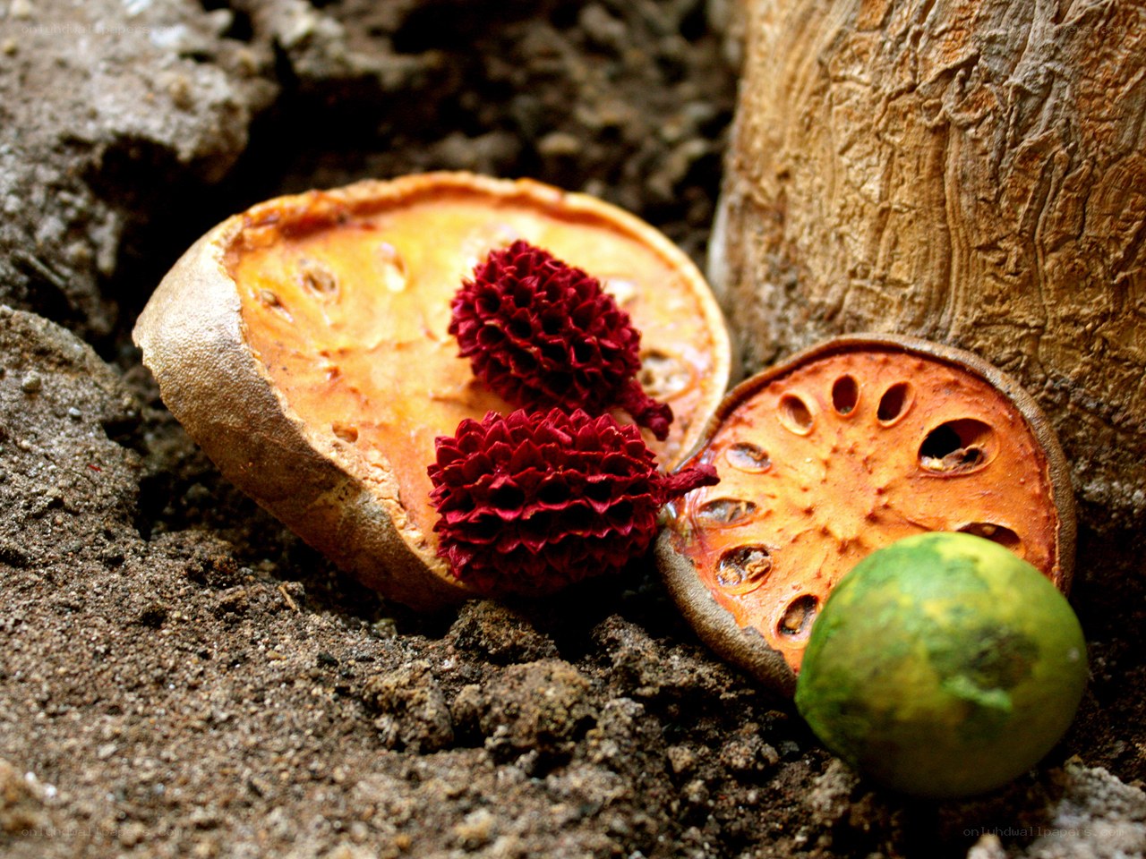Bael fruit and seeds