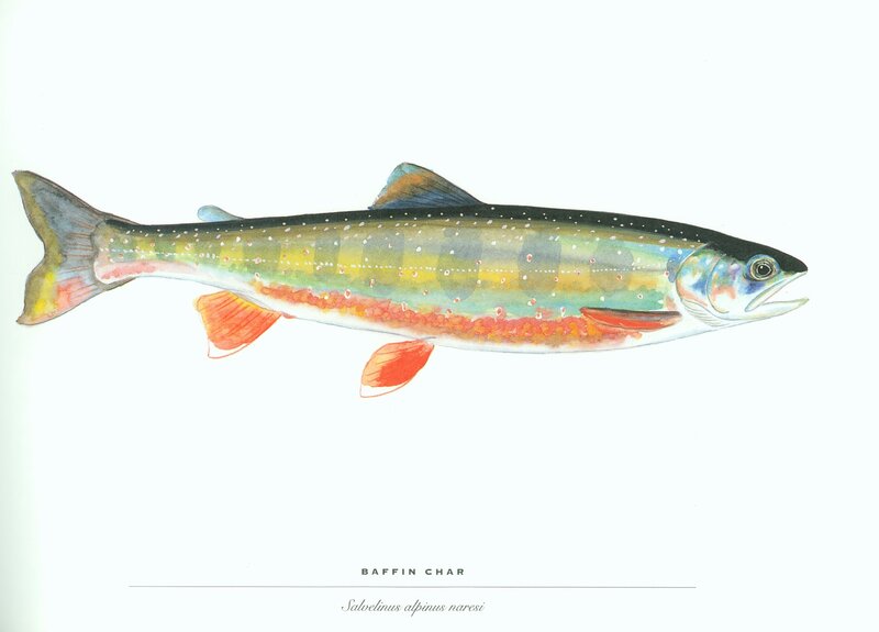 Baffin char fish illustration