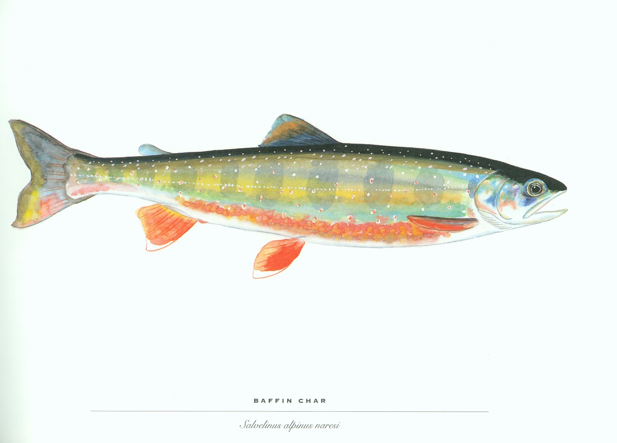 Baffin char fish illustration