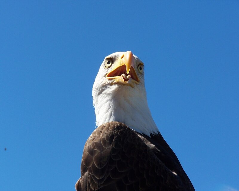 Bald eagle against blue sky