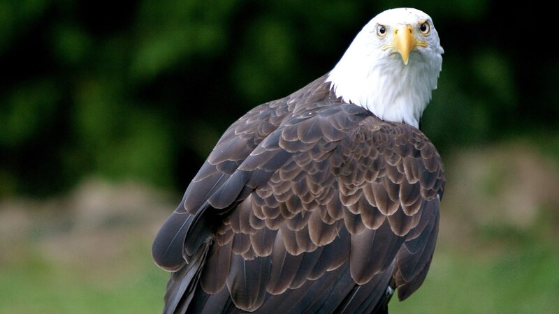 Bald Eagle — Alert