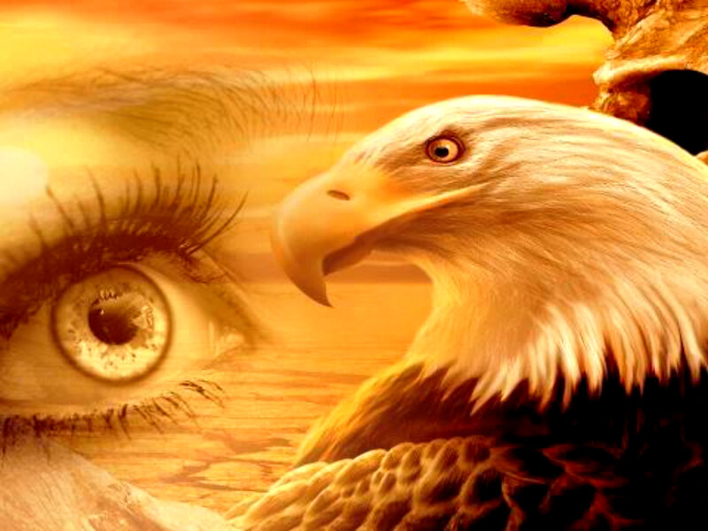 Bald Eagle and Eye — Orange
