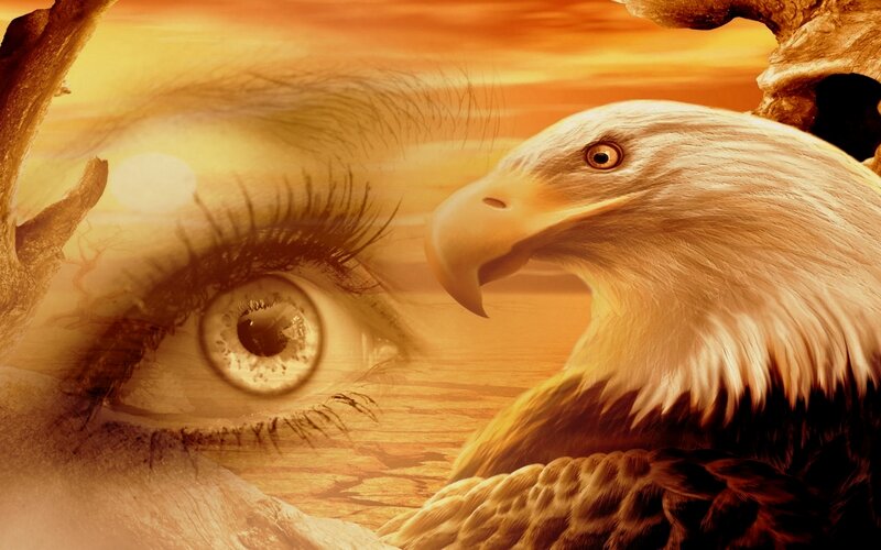 Bald Eagle and Eye