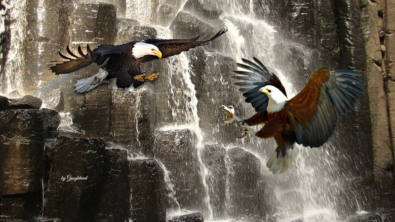 Bald Eagle and Fish Eagle