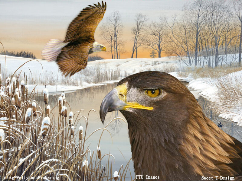 Bald Eagle and Golden Eagle