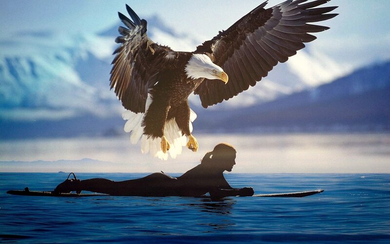 Bald Eagle and Surfer