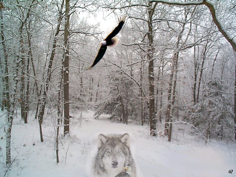 Bald Eagle and Wolf