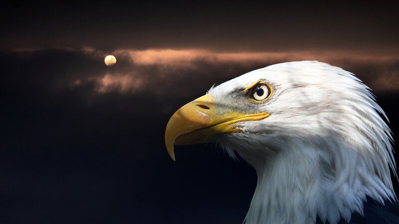 Bald eagle at dusk