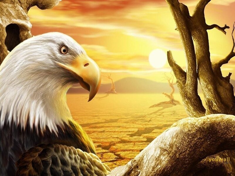 Bald eagle at sunset