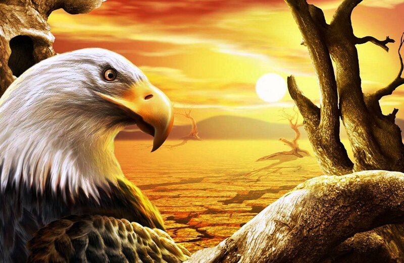 Bald eagle at sunset