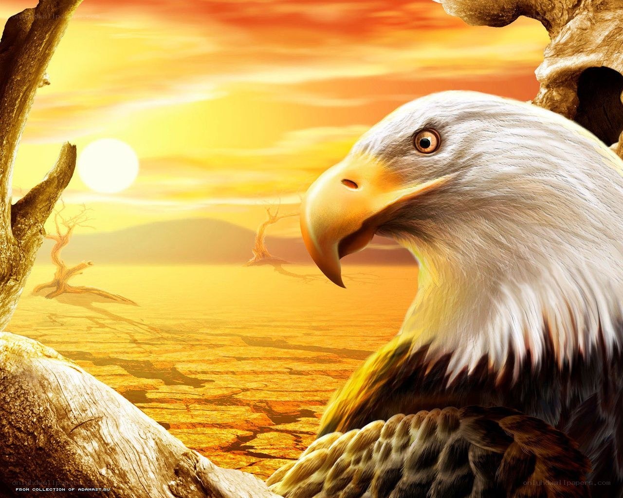 Bald eagle at sunset