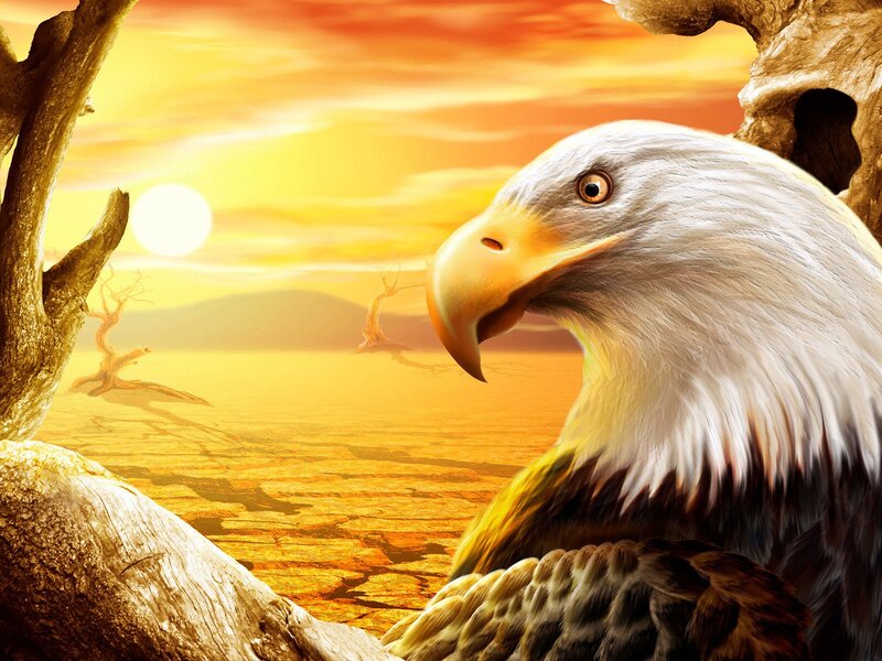 Bald eagle at sunset