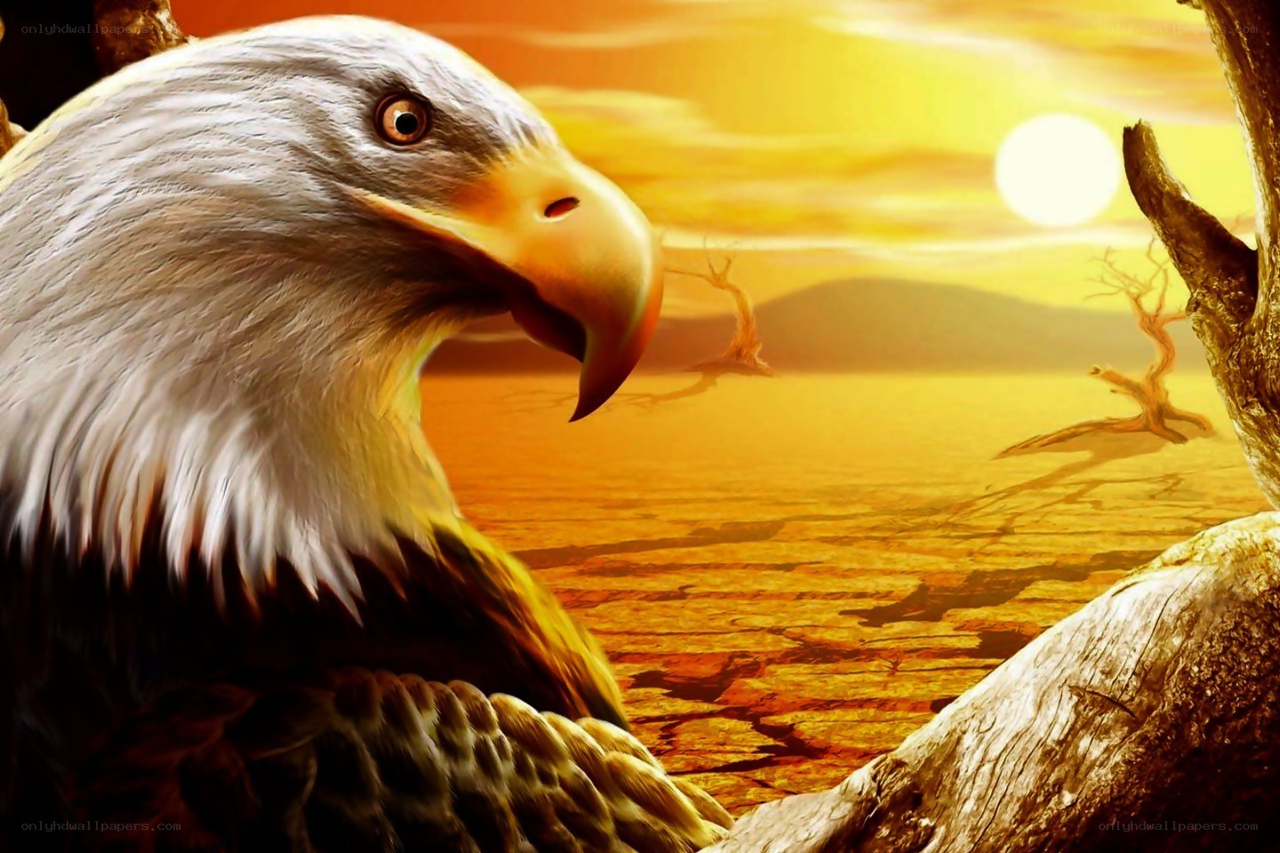 Bald eagle at sunset