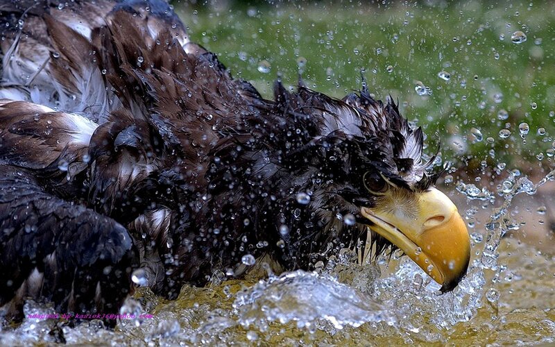 Bald Eagle Bathing