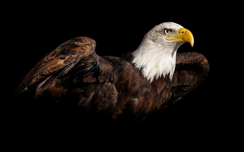 Bald Eagle — Black, Dramatic