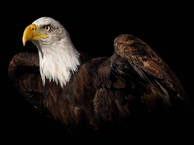 Bald Eagle — Black