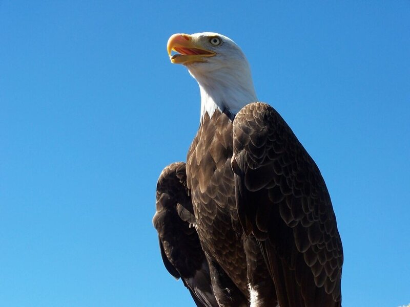 Bald Eagle — Blue, Alert