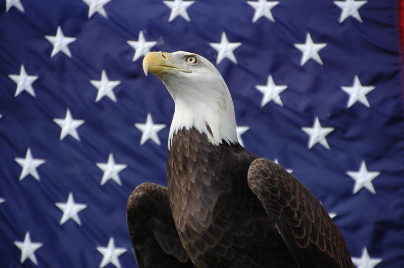 Bald Eagle — Blue