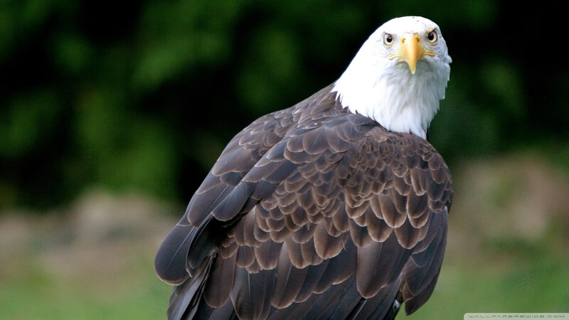 Bald Eagle — Brown, Alert, Photograph, Green Foliage