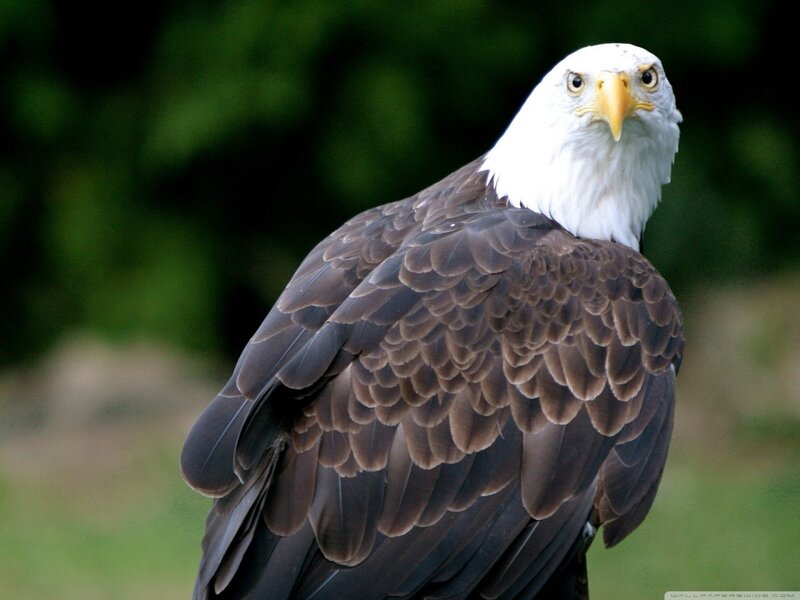 Bald Eagle — Brown, Alert, Photograph