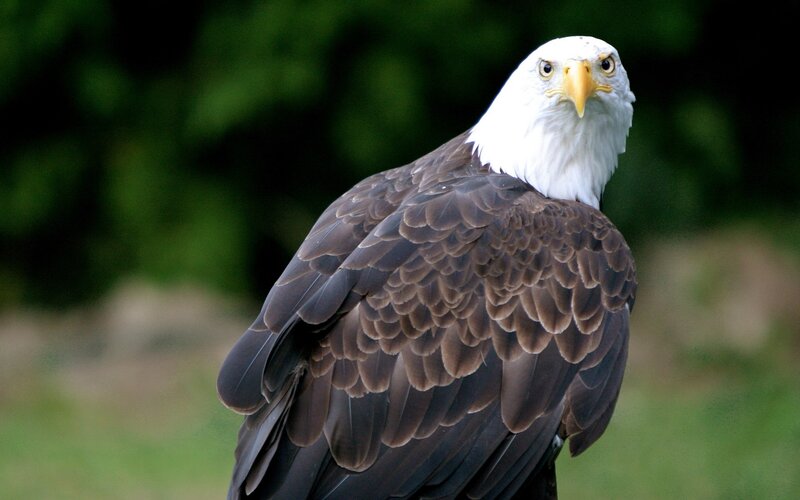 Bald Eagle — Brown, Alert