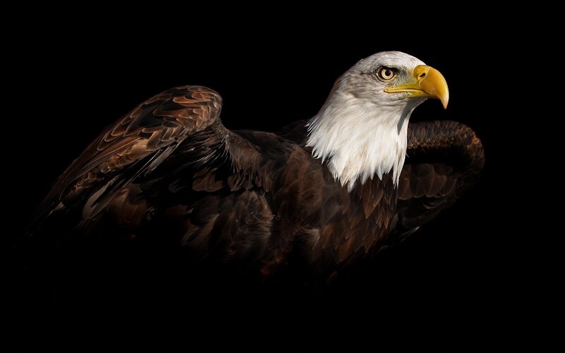 Bald Eagle — Brown, Dramatic, Photograph, Black Background