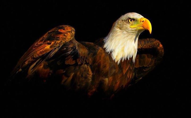Bald Eagle — Brown, Dramatic, Photograph